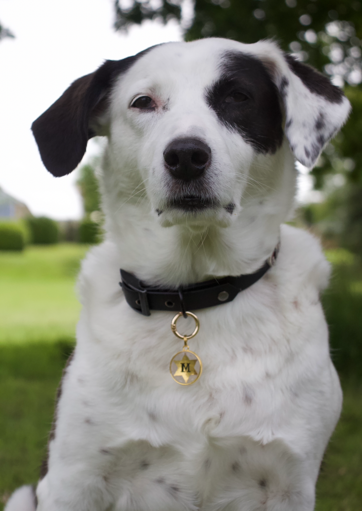 Sheriff Paws Resin ID Tag